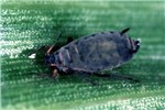 Adult Rhopalosiphum maidis (green corn aphid); apterae yellow-green to dark or bluish green, sometimes dusted with wax.