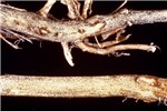 Stem and root rot on soyabean Root (top): a reddish-brown discoloration occurs in the vascular tissues of the taproot. Black streaks are found in the woody portion of the crown.
Stem (bottom): microsclerotia form in vascular elements and in the pith, giving a greyish-black colour to subepidermal tissues. They are first visible as profuse small, black, randomly distributed specks at the nodes.