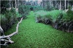 Infestation Salvinia molesta (kariba weed); infestation growing in waterway south of Darwin, Australia.