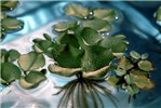 Leaves Salvinia molesta (kariba weed); leaves short petiolate, in whorls of three, two upper and one lower; upper leaves floating.