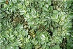 Foliage Salvinia molesta (kariba weed); plants growing at 100m, Kerala, India.