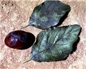 Symptoms on plum fruit and leaves Typical symptoms of plum pox virus include lesions on fruit and discolouration of leaves.