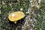 Egg Tuta absoluta (tomato leafminer); single egg on a tomato leaf.