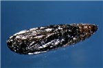 Pupa Tuta absoluta (tomato leafminer); pupa, close to emergence of adult moth.