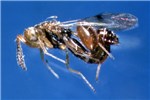 Natural enemy Tuta absoluta (tomato leafminer); natural enmy. Adult of Spilochalcis sp. (Hymeoptera, Chalcididae), a pupal parasite of T. absoluta, native to Brazil.
