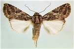 Adult Adult moth of S. littoralis (museum set specimen).