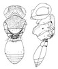 Line art Telenomus creusa.