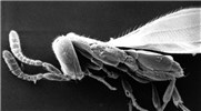 Adult SEM of Telenomus adult.