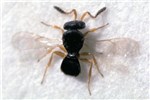 Adult Telenomus sp. adult.
