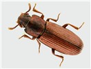 Adult Dorsal view of adult T. confusum (museum set specimen).