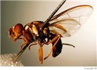 Adult B. tryoni adult.