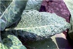 Symptoms on tobacco plant Field tobacco plant with symptoms of TSV.