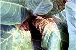 Symptoms on tobacco leaves Necrotic streak symptoms in tobacco field. Symptoms begin at the base of leaves.