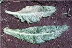 Symptoms on tobacco leaves Leaves completely affected by necrotic streaks by TSV.