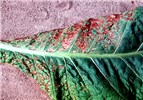 Symptoms on tobacco leaf Basal necrotic streak symptoms on tobacco leaf.
