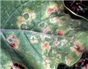 Symptoms on tobacco leaf Necrotic rings on tobacco leaf inoculated with TSV in the greenhouse.