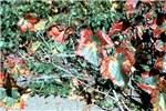 Symptoms of Pierce's disease on grape leaves Pierce's disease in 'Pinot noir' grape. Marginal scorching is preceded by concentric reddening and chlorosis. Note bare leaf petioles.