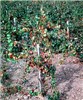 Symptoms on grape vine Pierce's disease in California (USA) showing late season leaf scorching and cane decline from tips.
