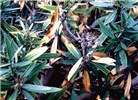 Symptoms on oleander leaves Oleander leaf scorch (California USA) may not show distinct marginal necrosis in cool climates.