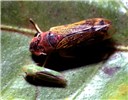 Disease vectors: O. fascialis and H. similis The larger Oncometopia fascialis and smaller Hortensia similis illustrate the diversity of size and coloration of Brazilian sharpshooters.