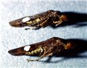 Homalodisca coagulata, a disease vector H. coagulata (14mm) is common on citrus in Florida and recently in California (USA).