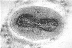 Cover for fowlpox virus