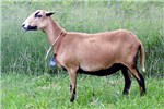 Cover for Barbados Blackbelly sheep