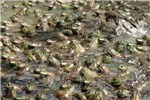 North American bullfrogs in culture Chytridiomycosis; North American bullfrogs in Taiwan, farmed for the international food trade.