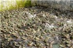 North American bullfrogs in culture Chytridiomycosis; North American bullfrogs in Taiwan, farmed for the international food trade.