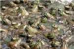North American bullfrogs in culture Chytridiomycosis; close view of north American bullfrogs in Taiwan, farmed for the international food trade.