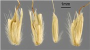 Seeds Seeds of Japanese stiltgrass, Microstegium vimineum