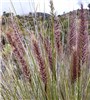 Flowering spikes Pennisetum setaceum (fountain grass); flowering spikes. Puu Kole, Hawaii, USA. July 2004.