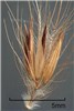 Spikelet Pennisetum setaceum (fountain grass); spikelet. Disseminule with some bristles removed to reveal spikelet cluster. Fort Collins, Colorado, USA