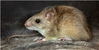 Adult Rattus tanezumi (Asian house rat); live adult.