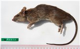 Adult Rattus tanezumi (Asian house rat); adult. Dead specimen. (Note scale in cm)