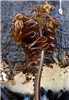 Undaria pinnatifida, commonly called 'wakame', a well known invasive Undaria pinnatifida washed ashore in Oregon, USA, attached to a Japanese dock dislodged during the Tohoku tsunami of March 2011.