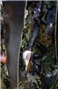Exotic mussels and unidentified barnacles Exotic mussels (Mytilus edulis or M. galloprovicialis) and unidentified barnacles attached to a Japanese dock dislodged during the Tohoku tsunami of March 2011 and washed ashore in Oregon, USA in June 2012.