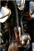 Exotic mussels and unidentified barnacles Exotic mussels (Mytilus edulis or M. galloprovicialis) and unidentified barnacles attached to a Japanese dock dislodged during the Tohoku tsunami of March 2011 and washed ashore in Oregon, USA in June 2012.