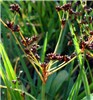 Seedheads Juncus planifolius (broadleaf rush); seedheads at Kaapahu Haleakala National Park, Maui, Hawaii, USA. February, 2009.