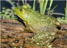 Adult Adult American bullfrog, (Rana catesbeiana). Chodikee Lake, Ulster County, New York, USA