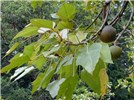 Fruits and foliage Aleurites moluccanus (kukui, kukui nut); Fruits and foliage. Wahinepee, Maui, Hawaii. August 03, 2002