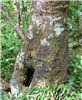 Trunk and bark Aleurites moluccanus (kukui, kukui nut); trunk. Iao, Maui, Hawaii. April 30, 2010