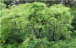 Tree habit Aleurites moluccanus (kukui, kukui nut); tree habit. Hana Highway, Maui., Hawaii. June 18, 2009