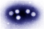 Cover for bluetongue virus