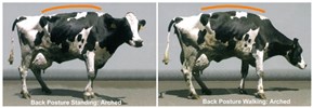 Cover for bone, foot diseases and lameness in large ruminants