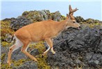 Male Odocoileus hemionus sitkensis (black-tailed or mule deer); ear-tagged male (buck). Kunga Island, Haida Gwaii.