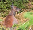 Female Odocoileus hemionus sitkensis (black-tailed or mule deer); female (doe). Kunga Island, Haida Gwaii.
