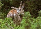 Male Odocoileus hemionus sitkensis (black-tailed or mule deer); male (buck) in velvet. Kunga Island, Haida Gwaii.