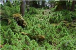 Deer damage Odocoileus hemionus sitkensis (black-tailed or mule deer); heavily browsed Sitka spruce regeneration. Kunga Island, Haida Gwaii.