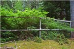 Deer exclosure Odocoileus hemionus sitkensis (black-tailed or mule deer); deer exclosure 11 years after establishment. Kunga Island, Haida Gwaii.